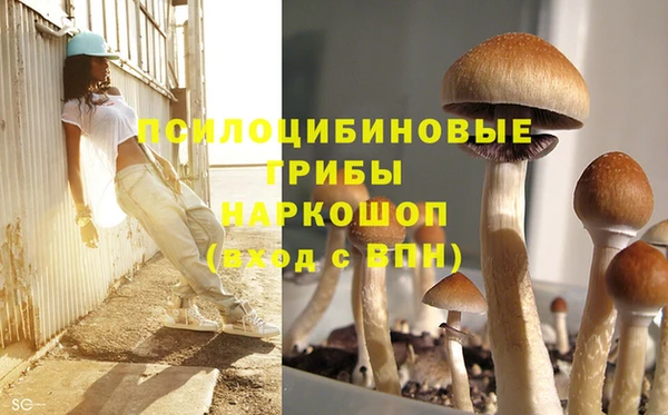 прущие грибы Малоярославец
